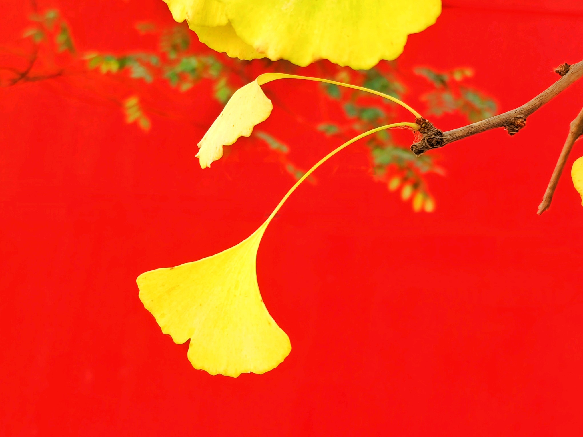 金色树叶满枝头 靓丽夺目染秋色