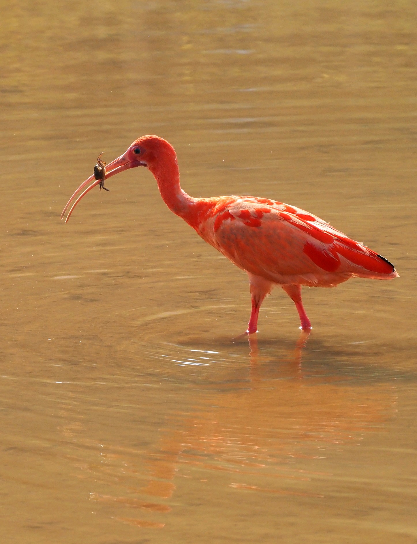 广西南宁:一只美洲红鹮出现引爆摄影圈