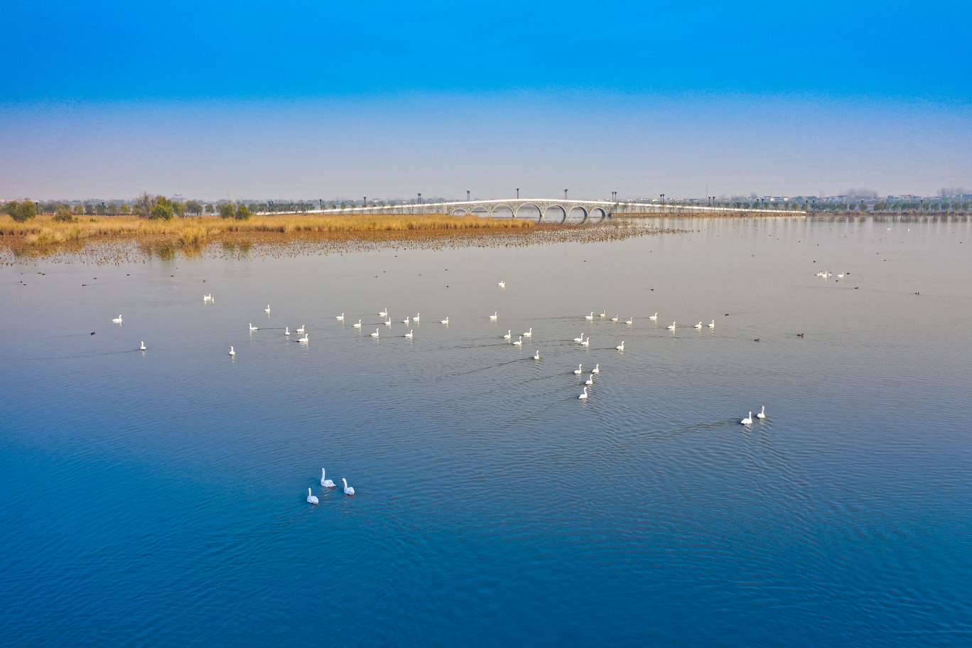 白天鹅栖息河南周口淮阳龙湖湿地公园