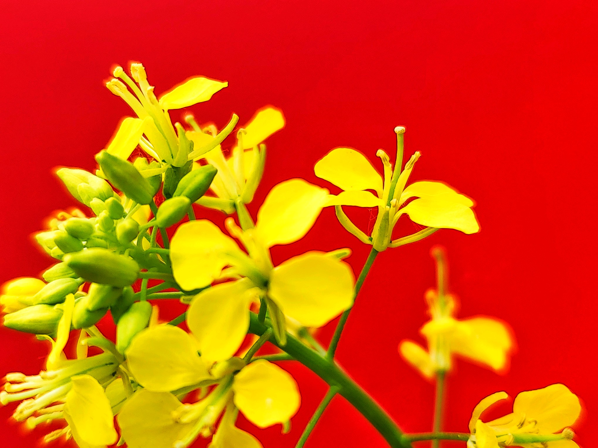 金黄色偶遇红色 油菜花精神抖擞