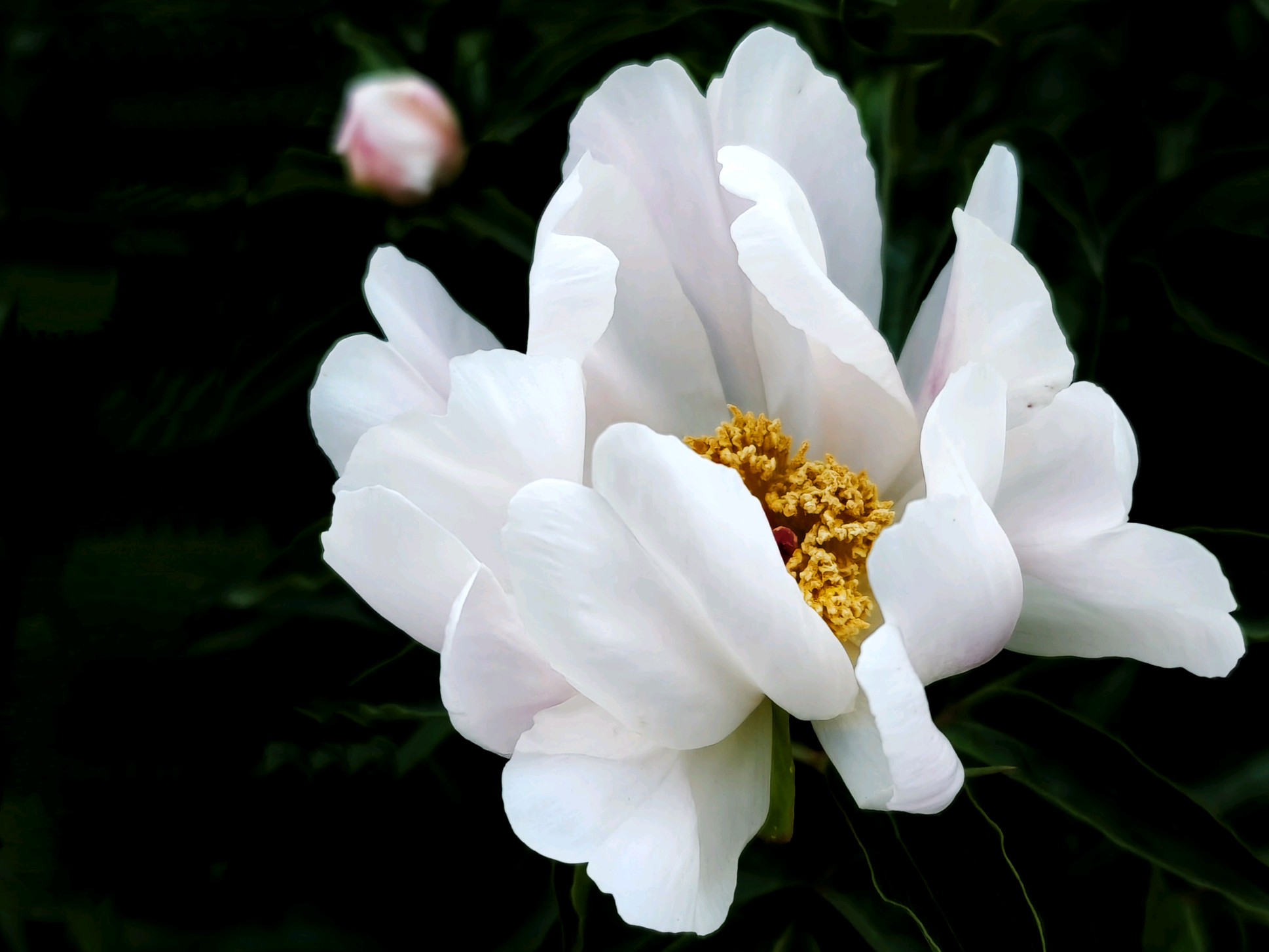 白芍花的样子图片