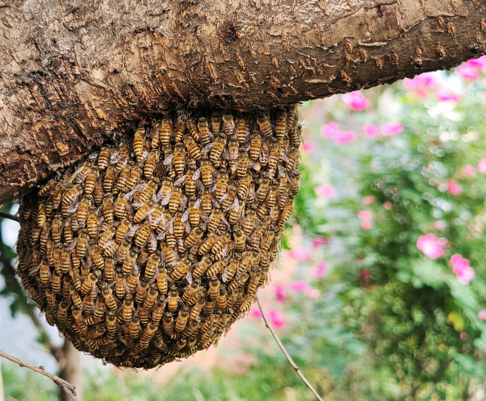 不同种类蜂巢图片图片